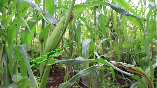 Novos esse cara twink é pego no campo de plantação se masturbando e fodendo publicamente. Africano muito gostoso que tem prazer melhores clipes